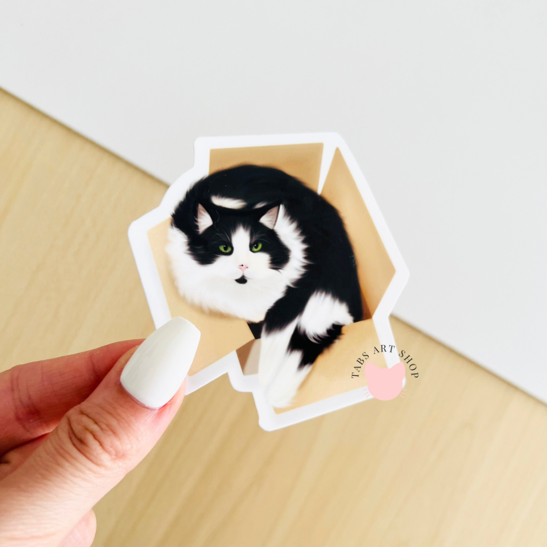 Gizmo | Tuxedo Cat